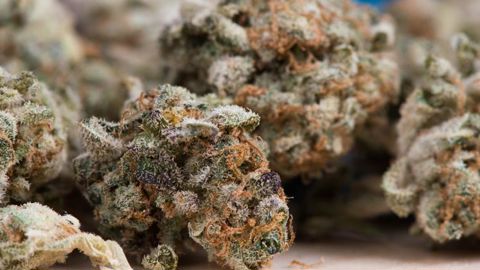 Les députés israéliens ont adopté une loi légalisant l’exportation de cannabis à usage médical. © Pixabay Les députés israéliens ont adopté une loi légalisant l’exportation de cannabis à usage médical. © Pixabay