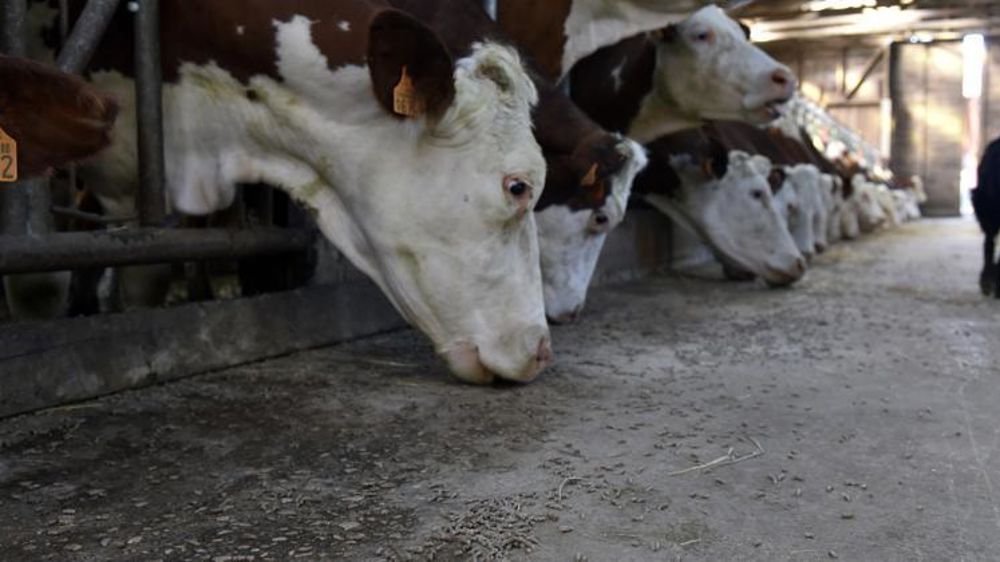 En raison de la sécheresse, les fabrications européennes d’aliments pour bovins ont progressé de 2,5 % en 2018, par rapport à 2017. © Cédric Faimali/GFA