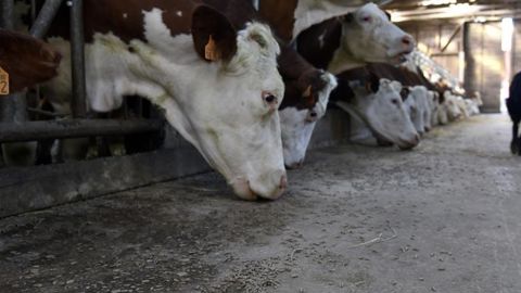 En raison de la sécheresse, les fabrications européennes d’aliments pour bovins ont progressé de 2,5 % en 2018, par rapport à 2017. © Cédric Faimali/GFA En raison de la sécheresse, les fabrications européennes d’aliments pour bovins ont progressé de 2,5 % en 2018, par rapport à 2017. © Cédric Faimali/GFA