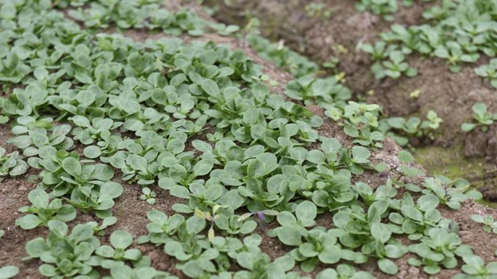 Serre de mâche. © Cédric Faimali/GFA