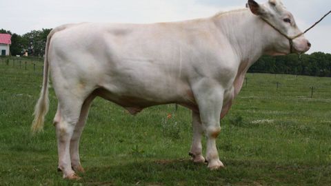 Eloy (Bingo x Pico) prend la tête du classement, avec un Inel de 37 points, obtenu grâce à des taux utiles très élevés pour la race. De plus, il s’agit d’une origine très facilement utilisable dans les plans d’accouplement. 