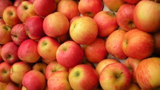 En 2022, la production de pommes est estimée à 1,43 million de tonnes. En 2022, la production de pommes est estimée à 1,43 million de tonnes.