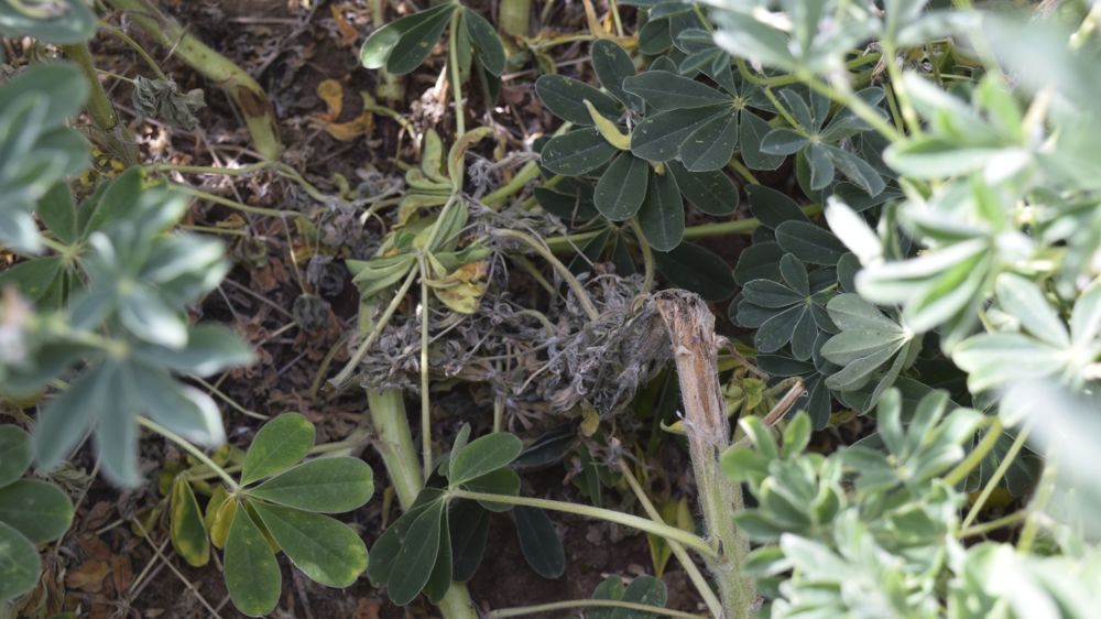 L'anthranose touche principalement les tiges et les gousses. Sur les tiges, elle provoque des torsions, sur gousses, des déformations et des nécroses.