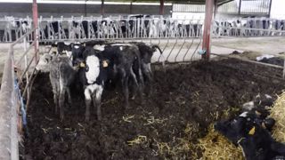 Après une plainte de l'association L214, une expertise vétérinaire menée dans un élevage de vaches laitières en Gironde a conclu qu'aucun "acte de maltraitance volontaire" n'avait été commis. Après une plainte de l'association L214, une expertise vétérinaire menée dans un élevage de vaches laitières en Gironde a conclu qu'aucun "acte de maltraitance volontaire" n'avait été commis.