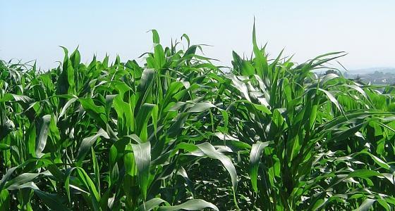 Fébrilité sur les échanges agricoles.