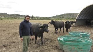 Edoardo Antonini conduit ses bufflonnes en plein air. Rustiques, celles-ci n'ont quasi jamais de mammites et produisent du lait durant plus de dix ans. Edoardo Antonini conduit ses bufflonnes en plein air. Rustiques, celles-ci n'ont quasi jamais de mammites et produisent du lait durant plus de dix ans.