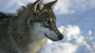L'augmentation des "prélèvements" de loups n'a pas permis de contenir les dommages sur les troupeaux. L'augmentation des "prélèvements" de loups n'a pas permis de contenir les dommages sur les troupeaux.