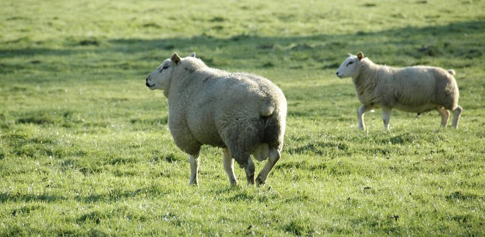 Pour 2022, l’aide ovine est fixée à 22,08 euros par brebis.