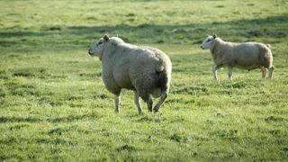 Pour 2022, l’aide ovine est fixée à 22,08 euros par brebis. Pour 2022, l’aide ovine est fixée à 22,08 euros par brebis.
