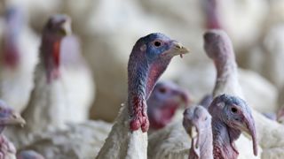 D'après le ministère de l'Agriculture, les dindes et les palmipèdes sont les plus sensibles au virus H5N1 D'après le ministère de l'Agriculture, les dindes et les palmipèdes sont les plus sensibles au virus H5N1