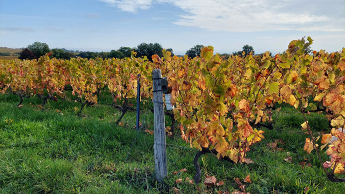 En moyenne, 2,5 Puffer de De Sangosse sont positionnés par hectare. Les halos de phéromone qu'ils émettent permettent une couverture sur l'ensemble de la parcelle.