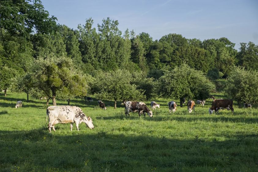 A l’occasion des visites d’exploitation, programmées dans un premier temps dans les Pays de la Loire,  un diagnostic de la biodiversité sera établi par un naturaliste de la LPO afin d’engager un dialogue avec le public. 