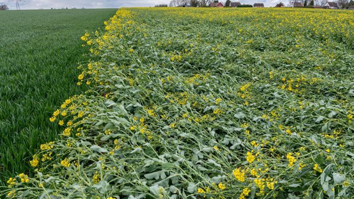 Les deux offres Asekura proposées par Soufflet couvrent 95 % des cultures, y compris les productions bio et de semences. © S. LEITENBERGER
