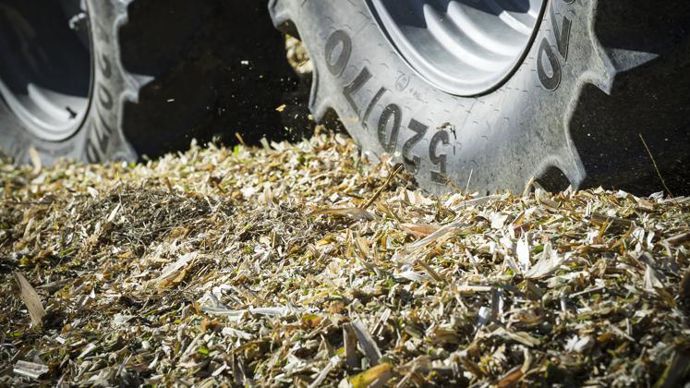 Le rendement moyen en maïs ensilage sera d’après Terrena vraisemblablement le plus faible de ces sept dernières années. © J. CHABANNE