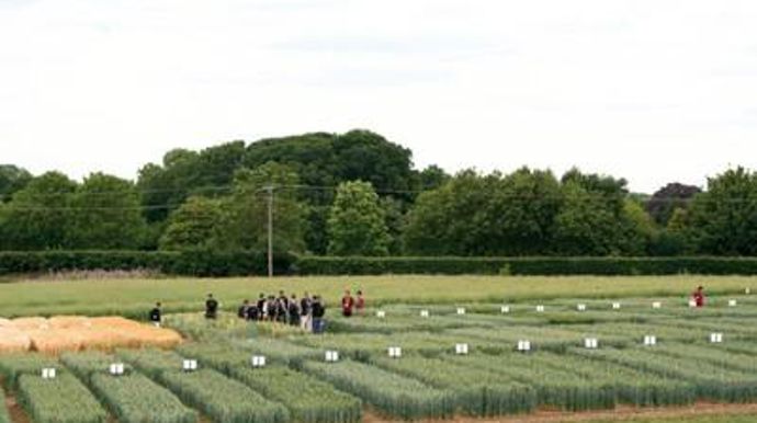 Les sélectionneurs tentent d'exploiter de nouvelles pistes innovantes en blé comme la création de variétés synthétiques qui consiste à repartir de trois plantes sauvages à l'origine du blé tendre et de les recroiser entre elles.B. CAILLIEZ