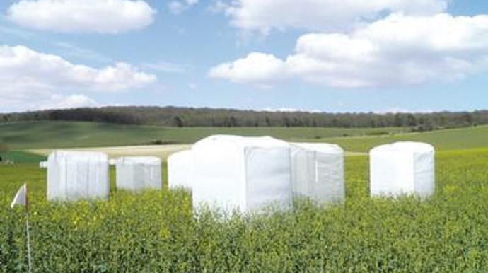 Vivescia et le réseau Biodiversité pour les abeilles, avec BASF Agro et le syndicat apicole de l'Aube, ont lancé une expérimentation pour mesurer l'impact de la pollinisation assurée par les abeilles sur les rendements du colza.