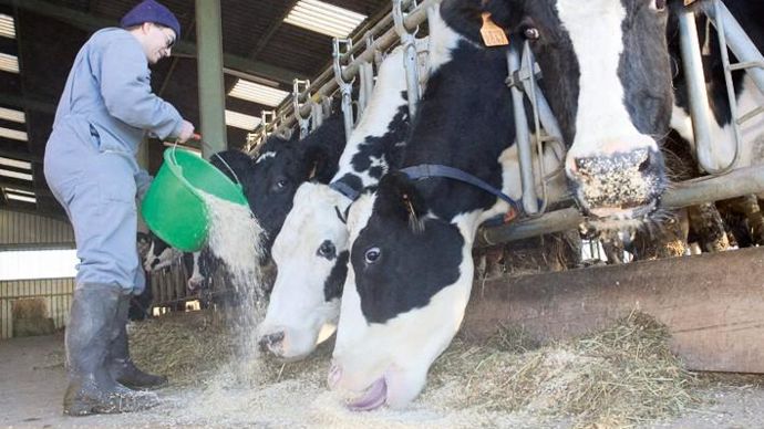 La production d'aliments minéraux standard, consommés dans les élevages, enregistre une baisse de 0,2 % en volume sur les six premiers mois de 2013.C. THIRIET