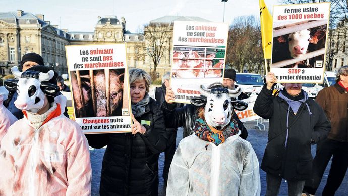 Manifestation contre la ferme des 1000 vaches devant la préfecture de Lille. Les controverses sur l'élevage bloquent parfois les constructions. M. ROSEREAU/VOIX DU NORD/MAXPPP