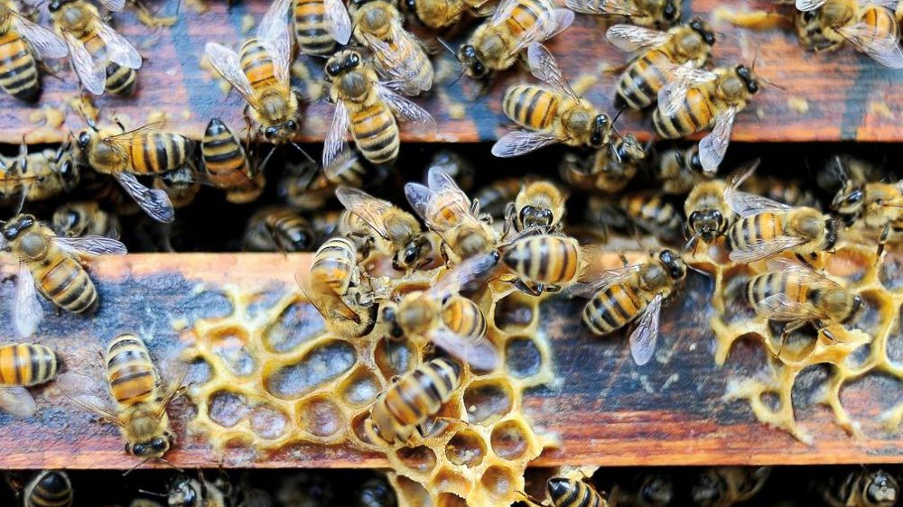 L'évaluation de l'impact des substances actives sur les abeilles devrait très prochainement évoluer.F. CHARAFFI