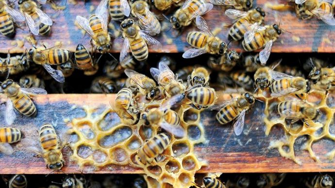 L'évaluation de l'impact des substances actives sur les abeilles devrait très prochainement évoluer.F. CHARAFFI