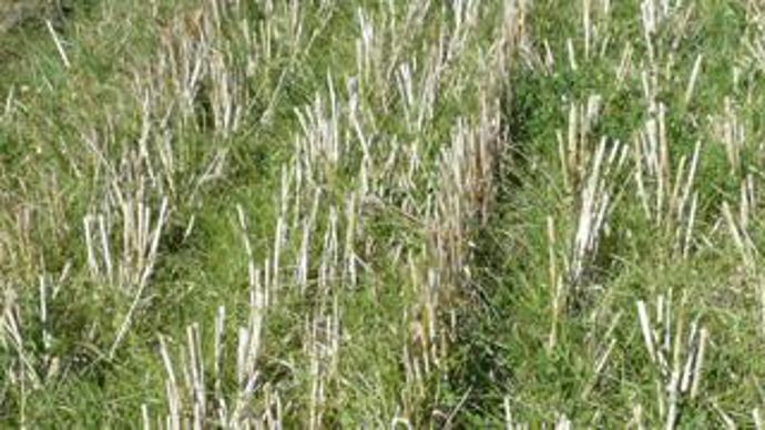 Afin de contourner la sécheresse estivale, des prairies sont semées au printemps sous couvert de céréales à paille. 