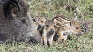 Dans certaines régions, les sangliers, les blaireaux, les cervidés, voire les renards, constituent un vecteur potentiel de transmission de maladies. En France, le premier cas de tuberculose bovine sur faune sauvage avait été découvert en 2001 en forêt de Brotonne (Seine-Maritine) sur des cerfs tués à la chasse. Dans certaines régions, les sangliers, les blaireaux, les cervidés, voire les renards, constituent un vecteur potentiel de transmission de maladies. En France, le premier cas de tuberculose bovine sur faune sauvage avait été découvert en 2001 en forêt de Brotonne (Seine-Maritine) sur des cerfs tués à la chasse.