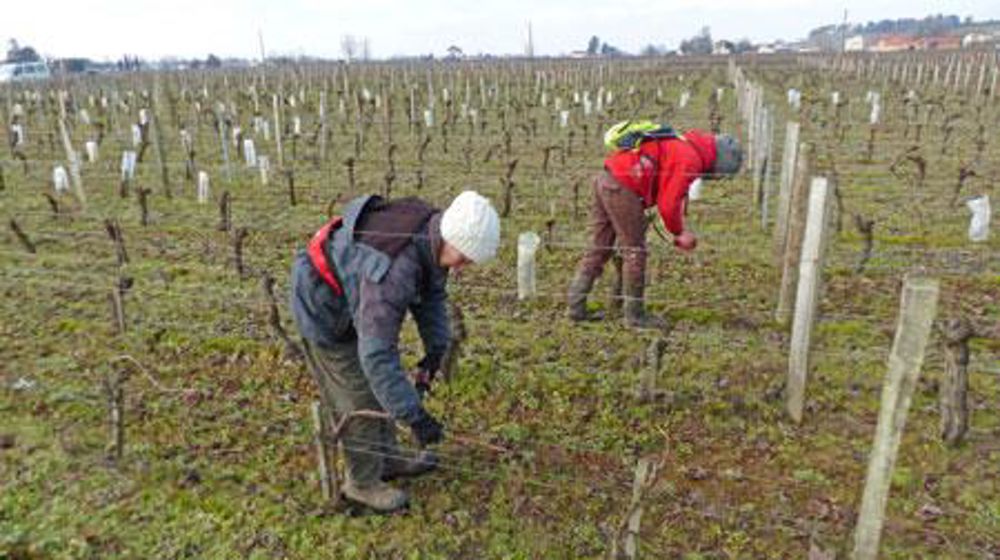 Les travaux à la vigne occasionnent des troubles et douleurs à faire valoir sur le compte pénibilité. ©M.CAILLON Les travaux à la vigne occasionnent des troubles et douleurs à faire valoir sur le compte pénibilité. ©M.CAILLON Les travaux à la vigne occasionnent des troubles et douleurs à faire valoir sur le compte pénibilité. ©M.CAILLON Les travaux à la vigne occasionnent des troubles et douleurs à faire valoir sur le compte pénibilité. ©M.CAILLON