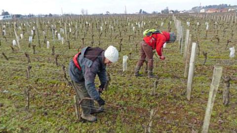 Les travaux à la vigne occasionnent des troubles et douleurs à faire valoir sur le compte pénibilité. ©M.CAILLON Les travaux à la vigne occasionnent des troubles et douleurs à faire valoir sur le compte pénibilité. ©M.CAILLON