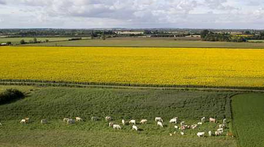 © Champion © Champion