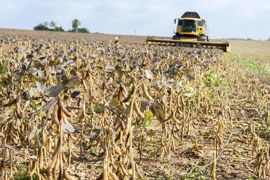 Les cotations du soja non OGM ont été suspendues à défaut de disponibilité de matières premières. (Photo Jean-Michel Nossant) Les cotations du soja non OGM ont été suspendues à défaut de disponibilité de matières premières. (Photo Jean-Michel Nossant)