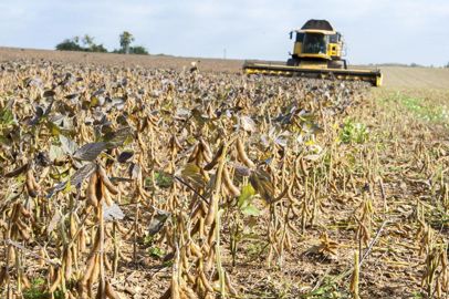 Les cotations du soja non OGM ont été suspendues à défaut de disponibilité de matières premières. (Photo Jean-Michel Nossant)