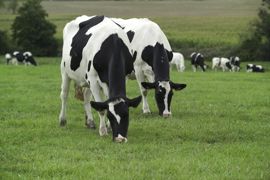 Au pâturage, en période de pousse de l’herbe, les vaches en cours de tarissement sont orientées vers les prairies de moins bonne qualité. Watier Visuel Au pâturage, en période de pousse de l’herbe, les vaches en cours de tarissement sont orientées vers les prairies de moins bonne qualité. Watier Visuel