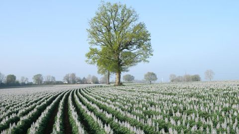 Pour les légumineuses à graines (ici, lupin), sont mis en place 60 dispositifs observatoires avec une trentaine de partenaires, le suivi de plus de 600 parcelles, 80 animations terrain et 30 plateformes de démonstrations. © J. - M. NOSSANT