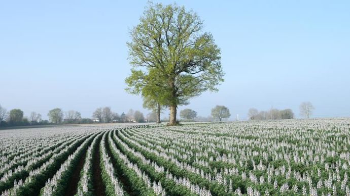 Pour les légumineuses à graines (ici, lupin), sont mis en place 60 dispositifs observatoires avec une trentaine de partenaires, le suivi de plus de 600 parcelles, 80 animations terrain et 30 plateformes de démonstrations. © J. - M. NOSSANT