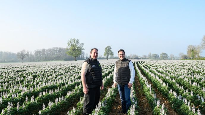 Charles Moreau, agriculteur à La Chapelle-Bâton (Deux-Sèvres), et Alexis Deligné, TC chez Pasquier Vgt’al, échangent dans une parcelle de lupin. © J.-M. NOSSANT