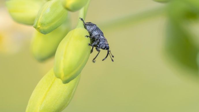 Le niveau de risque ravageurs (ici, charançon) évalué par les deux OAD de Terres Inovia permet de faire une recommandation d’intervention ainsi que de l’insecticide à privilégier en fonction du contexte de résistance du département. © C. WATIER