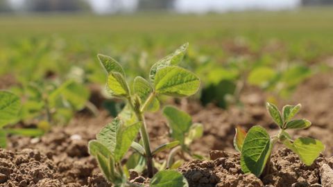 Un certain nombre de projets concernent le développement de filières soja locales.