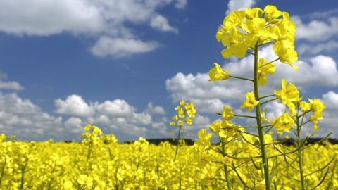 Plus de 1200 agriculteurs ont déjà utilisé l’outil de calcul des émissions de GES mis à disposition par Soufflet Agriculture. © S. LEITENBERGER