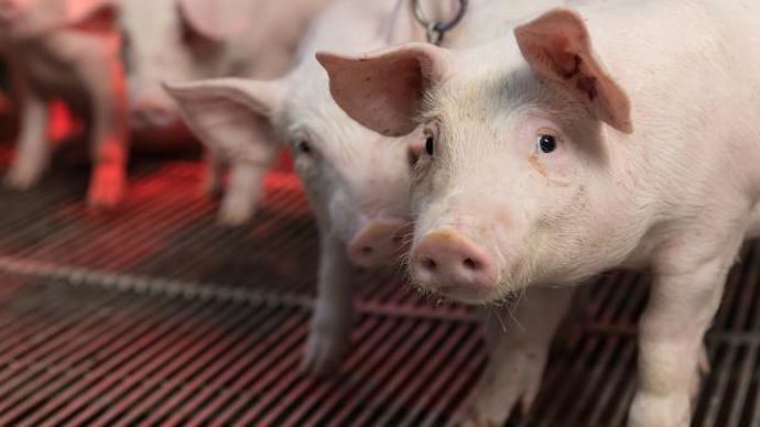 Depuis 2018, l’utilisation d’antibiotiques est proscrite dès la naissance pour répondre aux besoins de la filière. © COOPERL