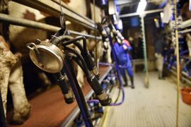 La dénonciation du contrat cadre par Savencia ne remet pas en cause l’approvisionnement du privé auprès des producteurs adhérents des OP Sunlait. La dénonciation du contrat cadre par Savencia ne remet pas en cause l’approvisionnement du privé auprès des producteurs adhérents des OP Sunlait.