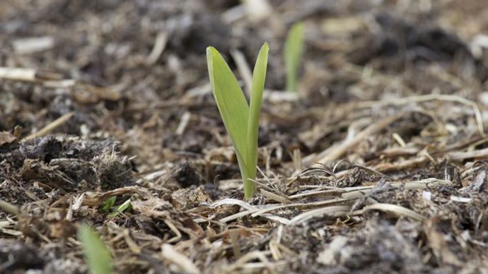 « La méthode grandes cultures permet de mesurer avec précision, et conformément aux exigences du label bas carbone, le potentiel de réduction des émissions de GES et de stockage du carbone dans le sol et de les faire valoir ensuite en crédit carbone », explique Édouard Lanckriet, manager innovation et transition bas carbone chez Agrosolutions.© SÉBASTIEN CHAMPION