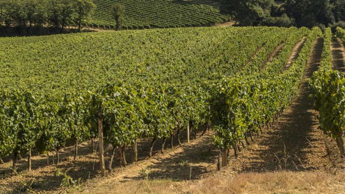 Avec l’arrivée des 250 producteurs des Vignerons du Gerland, Vivadour comptera désormais 400 viticulteurs et 4 000 ha de vignes. © VIVADOUR