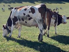 Lorsqu’il fait chaud et sec, bovins et ovins ont tendance à aller pâturer les zones les plus fraîches et les plus vertes, même si l’herbe ne paraît pas y être la meilleure en temps normal.
Lorsqu’il fait chaud et sec, bovins et ovins ont tendance à aller pâturer les zones les plus fraîches et les plus vertes, même si l’herbe ne paraît pas y être la meilleure en temps normal.