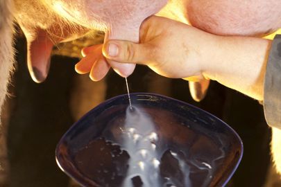 
						Mode d’emploi. Combiné à d’autres mesures de prévention, le vaccin anti-mammite aura un effet amplificateur. C’est ce qui garantit sa rentabilité. 
							© Claudius Thiriet