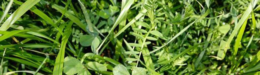 M-Dynamic. Aux côtés des trèfles, les vesces velues de la dérobée fourragère M-Dynamic sécurisent la teneur en protéines par leur tolérance élevée aux maladies.N.T.