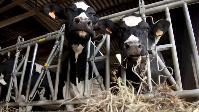 Désialis ouvre partiellement ses ventes, en attendant d’avoir une idée plus fine de la ressource disponible dans les prochaines semaines. © S. CHAMPION