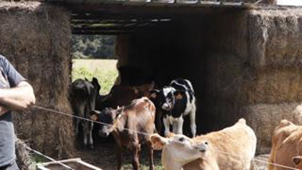 Le baby parc. Jérôme a conçu un abri et choisi une parcelle entourée de talus plantés d’arbres, où les  génisses seront allaitées jusqu’à l’âge de 3 mois. j.p.