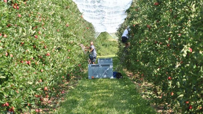 Blue Whale regroupe 300 arboriculteurs qui cultivent 5 500 ha de vergers dans quatre bassins de production : Val de Gascogne, Val de Loire, Sud-Est et Alpes.