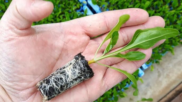 L’implantation de jeunes plants, au lieu du semis, permettra-t-elle de sécuriser encore plus la culture de betterave fourragère, fourrage intéressant notamment  en bio ?