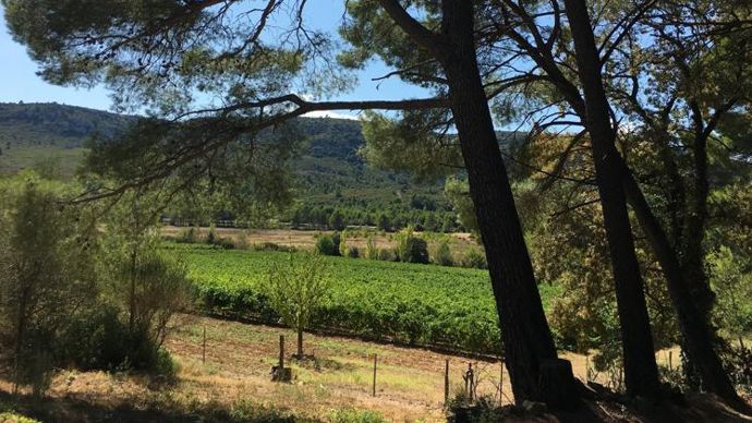 L’AOP Corbières exige désormais que tous les vignerons obtiennent d’ici cinq ans une certification HVE ou bio. © ARTERRIS